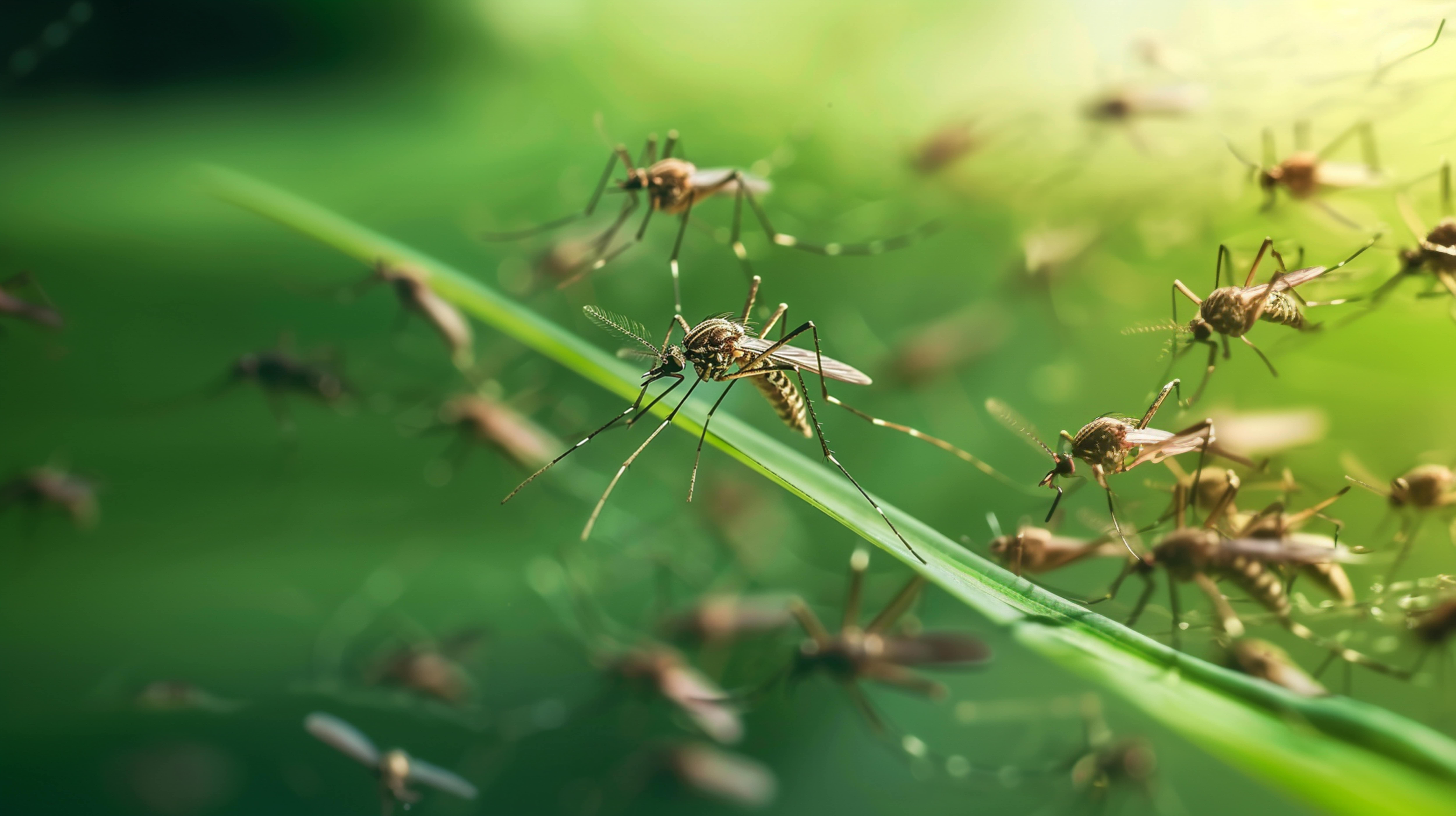 How to Get Rid of Flies Naturally and Effectively | Best Home Remedies & Expert Tips